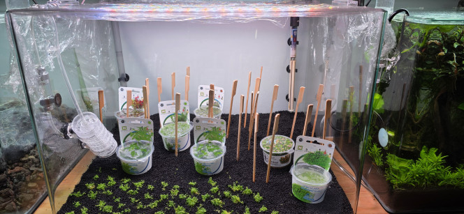 Hollandais Voilà comme promis des photos de l’avancement de mon aquarium de 70 litres.
Les plantations sont faites, le chauffage est réglé à 24 °C, la filtration est installée, avec 8 heures d’éclairage à 50 % d’intensité.
J’ai ajouté un apport de bactéries. L’aquarium est rempli avec 100 % d’eau osmosée, sans reminéralisation pour le moment. Je commencerai à ajouter les minéraux lors du premier changement d’eau.
Le CO₂ est installé, réglé au minimum pour l’instant, à une bulle par seconde, ce qui est largement suffisant au démarrage. Cela permet d’éviter de déformer les plantes durant leur phase initiale de croissance. J’augmenterai progressivement par la suite.
Demain, j’ajouterai la première dose de Easy Carbo. Je sais que ce produit ne fait pas l’unanimité, mais dans le cadre d’un aquascape, c’est pour moi un excellent allié au démarrage. Il permet un lancement quasiment sans algues et favorise clairement la croissance des plantes.
De toute façon, je l’utilise uniquement au démarrage : une fois les paramètres de l’eau stabilisés, je réduis progressivement les doses jusqu’à l’arrêter complètement. Ce n’est qu’ensuite que j’introduirai les vivants, pas avant deux mois minimum.
Pour ceux que ça intéresse, le CO₂ démarre à 10h30 et se coupe à 19h30.
L’éclairage s’allume à 12h et s’éteint à 20h.
Démarrer le CO₂ avant la lumière permet d’éviter de stresser les plantes et d’avoir une bonne concentration de CO₂ dès l’allumage. J’ai toujours fonctionné ainsi, et ça marche très bien, aussi bien sur mon 200 L que sur mon 30 L amazonien.
Il me restera encore mon Iwagumi à planter. J’attends simplement le reste de mes plantes, que j’ai dû commander en deux fois à cause des ruptures de stock.
À noter également : je vais lancer un dry start pendant une quinzaine de jours, uniquement avec de l’Utricularia graminifolia. J’en ai déjà mis dans le 70 L, mais connaissant bien cette plante, je ne suis pas certain qu’elle y reste. On verra bien.