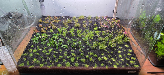 Hollandais Voilà comme promis des photos de l’avancement de mon aquarium de 70 litres.
Les plantations sont faites, le chauffage est réglé à 24 °C, la filtration est installée, avec 8 heures d’éclairage à 50 % d’intensité.
J’ai ajouté un apport de bactéries. L’aquarium est rempli avec 100 % d’eau osmosée, sans reminéralisation pour le moment. Je commencerai à ajouter les minéraux lors du premier changement d’eau.
Le CO₂ est installé, réglé au minimum pour l’instant, à une bulle par seconde, ce qui est largement suffisant au démarrage. Cela permet d’éviter de déformer les plantes durant leur phase initiale de croissance. J’augmenterai progressivement par la suite.
Demain, j’ajouterai la première dose de Easy Carbo. Je sais que ce produit ne fait pas l’unanimité, mais dans le cadre d’un aquascape, c’est pour moi un excellent allié au démarrage. Il permet un lancement quasiment sans algues et favorise clairement la croissance des plantes.
De toute façon, je l’utilise uniquement au démarrage : une fois les paramètres de l’eau stabilisés, je réduis progressivement les doses jusqu’à l’arrêter complètement. Ce n’est qu’ensuite que j’introduirai les vivants, pas avant deux mois minimum.
Pour ceux que ça intéresse, le CO₂ démarre à 10h30 et se coupe à 19h30.
L’éclairage s’allume à 12h et s’éteint à 20h.
Démarrer le CO₂ avant la lumière permet d’éviter de stresser les plantes et d’avoir une bonne concentration de CO₂ dès l’allumage. J’ai toujours fonctionné ainsi, et ça marche très bien, aussi bien sur mon 200 L que sur mon 30 L amazonien.
Il me restera encore mon Iwagumi à planter. J’attends simplement le reste de mes plantes, que j’ai dû commander en deux fois à cause des ruptures de stock.
À noter également : je vais lancer un dry start pendant une quinzaine de jours, uniquement avec de l’Utricularia graminifolia. J’en ai déjà mis dans le 70 L, mais connaissant bien cette plante, je ne suis pas certain qu’elle y reste. On verra bien.