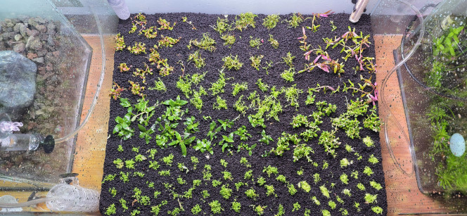 Hollandais Voilà comme promis des photos de l’avancement de mon aquarium de 70 litres.
Les plantations sont faites, le chauffage est réglé à 24 °C, la filtration est installée, avec 8 heures d’éclairage à 50 % d’intensité.
J’ai ajouté un apport de bactéries. L’aquarium est rempli avec 100 % d’eau osmosée, sans reminéralisation pour le moment. Je commencerai à ajouter les minéraux lors du premier changement d’eau.
Le CO₂ est installé, réglé au minimum pour l’instant, à une bulle par seconde, ce qui est largement suffisant au démarrage. Cela permet d’éviter de déformer les plantes durant leur phase initiale de croissance. J’augmenterai progressivement par la suite.
Demain, j’ajouterai la première dose de Easy Carbo. Je sais que ce produit ne fait pas l’unanimité, mais dans le cadre d’un aquascape, c’est pour moi un excellent allié au démarrage. Il permet un lancement quasiment sans algues et favorise clairement la croissance des plantes.
De toute façon, je l’utilise uniquement au démarrage : une fois les paramètres de l’eau stabilisés, je réduis progressivement les doses jusqu’à l’arrêter complètement. Ce n’est qu’ensuite que j’introduirai les vivants, pas avant deux mois minimum.
Pour ceux que ça intéresse, le CO₂ démarre à 10h30 et se coupe à 19h30.
L’éclairage s’allume à 12h et s’éteint à 20h.
Démarrer le CO₂ avant la lumière permet d’éviter de stresser les plantes et d’avoir une bonne concentration de CO₂ dès l’allumage. J’ai toujours fonctionné ainsi, et ça marche très bien, aussi bien sur mon 200 L que sur mon 30 L amazonien.
Il me restera encore mon Iwagumi à planter. J’attends simplement le reste de mes plantes, que j’ai dû commander en deux fois à cause des ruptures de stock.
À noter également : je vais lancer un dry start pendant une quinzaine de jours, uniquement avec de l’Utricularia graminifolia. J’en ai déjà mis dans le 70 L, mais connaissant bien cette plante, je ne suis pas certain qu’elle y reste. On verra bien.