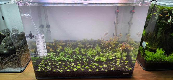 Hollandais Voilà comme promis des photos de l’avancement de mon aquarium de 70 litres.
Les plantations sont faites, le chauffage est réglé à 24 °C, la filtration est installée, avec 8 heures d’éclairage à 50 % d’intensité.
J’ai ajouté un apport de bactéries. L’aquarium est rempli avec 100 % d’eau osmosée, sans reminéralisation pour le moment. Je commencerai à ajouter les minéraux lors du premier changement d’eau.
Le CO₂ est installé, réglé au minimum pour l’instant, à une bulle par seconde, ce qui est largement suffisant au démarrage. Cela permet d’éviter de déformer les plantes durant leur phase initiale de croissance. J’augmenterai progressivement par la suite.
Demain, j’ajouterai la première dose de Easy Carbo. Je sais que ce produit ne fait pas l’unanimité, mais dans le cadre d’un aquascape, c’est pour moi un excellent allié au démarrage. Il permet un lancement quasiment sans algues et favorise clairement la croissance des plantes.
De toute façon, je l’utilise uniquement au démarrage : une fois les paramètres de l’eau stabilisés, je réduis progressivement les doses jusqu’à l’arrêter complètement. Ce n’est qu’ensuite que j’introduirai les vivants, pas avant deux mois minimum.
Pour ceux que ça intéresse, le CO₂ démarre à 10h30 et se coupe à 19h30.
L’éclairage s’allume à 12h et s’éteint à 20h.
Démarrer le CO₂ avant la lumière permet d’éviter de stresser les plantes et d’avoir une bonne concentration de CO₂ dès l’allumage. J’ai toujours fonctionné ainsi, et ça marche très bien, aussi bien sur mon 200 L que sur mon 30 L amazonien.
Il me restera encore mon Iwagumi à planter. J’attends simplement le reste de mes plantes, que j’ai dû commander en deux fois à cause des ruptures de stock.
À noter également : je vais lancer un dry start pendant une quinzaine de jours, uniquement avec de l’Utricularia graminifolia. J’en ai déjà mis dans le 70 L, mais connaissant bien cette plante, je ne suis pas certain qu’elle y reste. On verra bien.