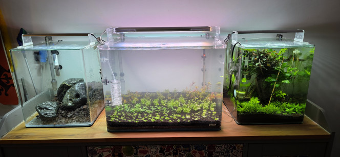 Hollandais Voilà comme promis des photos de l’avancement de mon aquarium de 70 litres.
Les plantations sont faites, le chauffage est réglé à 24 °C, la filtration est installée, avec 8 heures d’éclairage à 50 % d’intensité.
J’ai ajouté un apport de bactéries. L’aquarium est rempli avec 100 % d’eau osmosée, sans reminéralisation pour le moment. Je commencerai à ajouter les minéraux lors du premier changement d’eau.
Le CO₂ est installé, réglé au minimum pour l’instant, à une bulle par seconde, ce qui est largement suffisant au démarrage. Cela permet d’éviter de déformer les plantes durant leur phase initiale de croissance. J’augmenterai progressivement par la suite.
Demain, j’ajouterai la première dose de Easy Carbo. Je sais que ce produit ne fait pas l’unanimité, mais dans le cadre d’un aquascape, c’est pour moi un excellent allié au démarrage. Il permet un lancement quasiment sans algues et favorise clairement la croissance des plantes.
De toute façon, je l’utilise uniquement au démarrage : une fois les paramètres de l’eau stabilisés, je réduis progressivement les doses jusqu’à l’arrêter complètement. Ce n’est qu’ensuite que j’introduirai les vivants, pas avant deux mois minimum.
Pour ceux que ça intéresse, le CO₂ démarre à 10h30 et se coupe à 19h30.
L’éclairage s’allume à 12h et s’éteint à 20h.
Démarrer le CO₂ avant la lumière permet d’éviter de stresser les plantes et d’avoir une bonne concentration de CO₂ dès l’allumage. J’ai toujours fonctionné ainsi, et ça marche très bien, aussi bien sur mon 200 L que sur mon 30 L amazonien.
Il me restera encore mon Iwagumi à planter. J’attends simplement le reste de mes plantes, que j’ai dû commander en deux fois à cause des ruptures de stock.
À noter également : je vais lancer un dry start pendant une quinzaine de jours, uniquement avec de l’Utricularia graminifolia. J’en ai déjà mis dans le 70 L, mais connaissant bien cette plante, je ne suis pas certain qu’elle y reste. On verra bien.