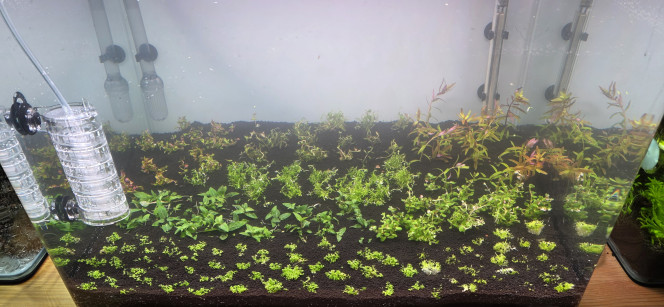 Hollandais Voilà comme promis des photos de l’avancement de mon aquarium de 70 litres.
Les plantations sont faites, le chauffage est réglé à 24 °C, la filtration est installée, avec 8 heures d’éclairage à 50 % d’intensité.
J’ai ajouté un apport de bactéries. L’aquarium est rempli avec 100 % d’eau osmosée, sans reminéralisation pour le moment. Je commencerai à ajouter les minéraux lors du premier changement d’eau.
Le CO₂ est installé, réglé au minimum pour l’instant, à une bulle par seconde, ce qui est largement suffisant au démarrage. Cela permet d’éviter de déformer les plantes durant leur phase initiale de croissance. J’augmenterai progressivement par la suite.
Demain, j’ajouterai la première dose de Easy Carbo. Je sais que ce produit ne fait pas l’unanimité, mais dans le cadre d’un aquascape, c’est pour moi un excellent allié au démarrage. Il permet un lancement quasiment sans algues et favorise clairement la croissance des plantes.
De toute façon, je l’utilise uniquement au démarrage : une fois les paramètres de l’eau stabilisés, je réduis progressivement les doses jusqu’à l’arrêter complètement. Ce n’est qu’ensuite que j’introduirai les vivants, pas avant deux mois minimum.
Pour ceux que ça intéresse, le CO₂ démarre à 10h30 et se coupe à 19h30.
L’éclairage s’allume à 12h et s’éteint à 20h.
Démarrer le CO₂ avant la lumière permet d’éviter de stresser les plantes et d’avoir une bonne concentration de CO₂ dès l’allumage. J’ai toujours fonctionné ainsi, et ça marche très bien, aussi bien sur mon 200 L que sur mon 30 L amazonien.
Il me restera encore mon Iwagumi à planter. J’attends simplement le reste de mes plantes, que j’ai dû commander en deux fois à cause des ruptures de stock.
À noter également : je vais lancer un dry start pendant une quinzaine de jours, uniquement avec de l’Utricularia graminifolia. J’en ai déjà mis dans le 70 L, mais connaissant bien cette plante, je ne suis pas certain qu’elle y reste. On verra bien.