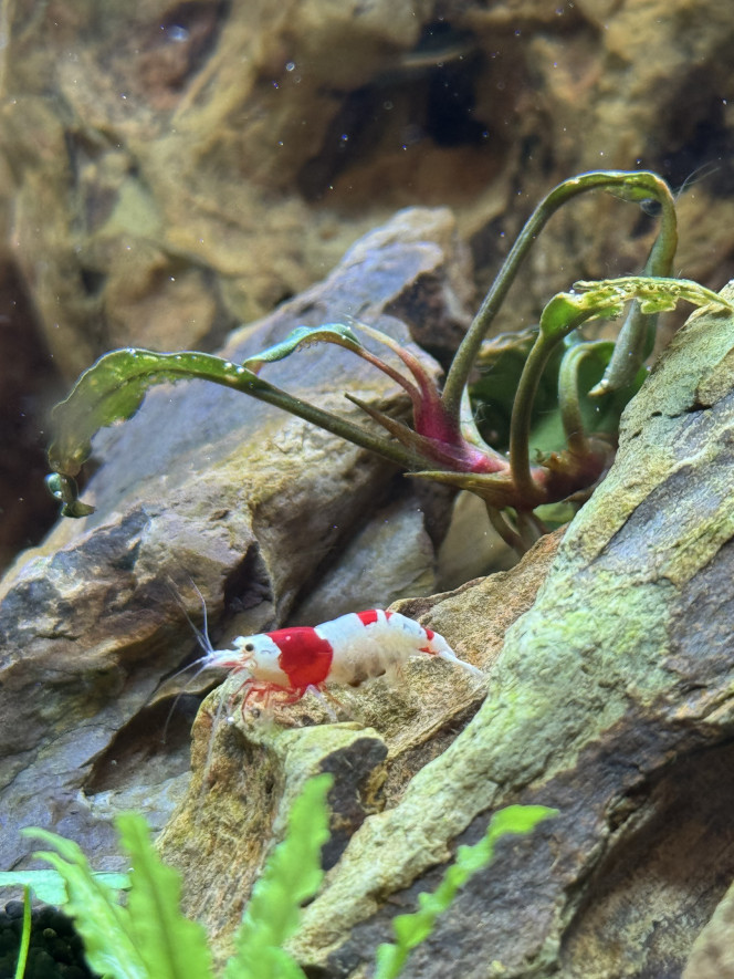 Photographie du post de Rafael_78 