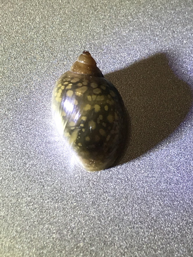 physe de fontaine ? Iels sont venu·es avec mes plantes. Je ne leur avais rien demandé. Iels rendent service mais iels sont rapides à se reproduire....