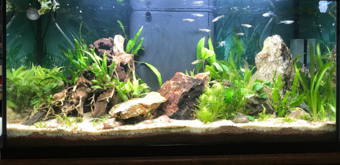 aquarium salon j'ai rajouté des plantes et des brachydanios.