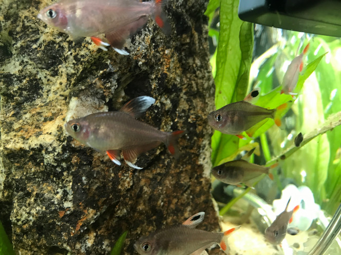 les bentosi beaucoup plus photogéniques !