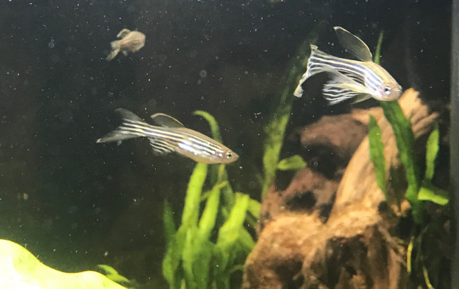 mes brachydanios C'est chouette mais difficile à photographier tellement c'est vif ces p'tites bêtes.