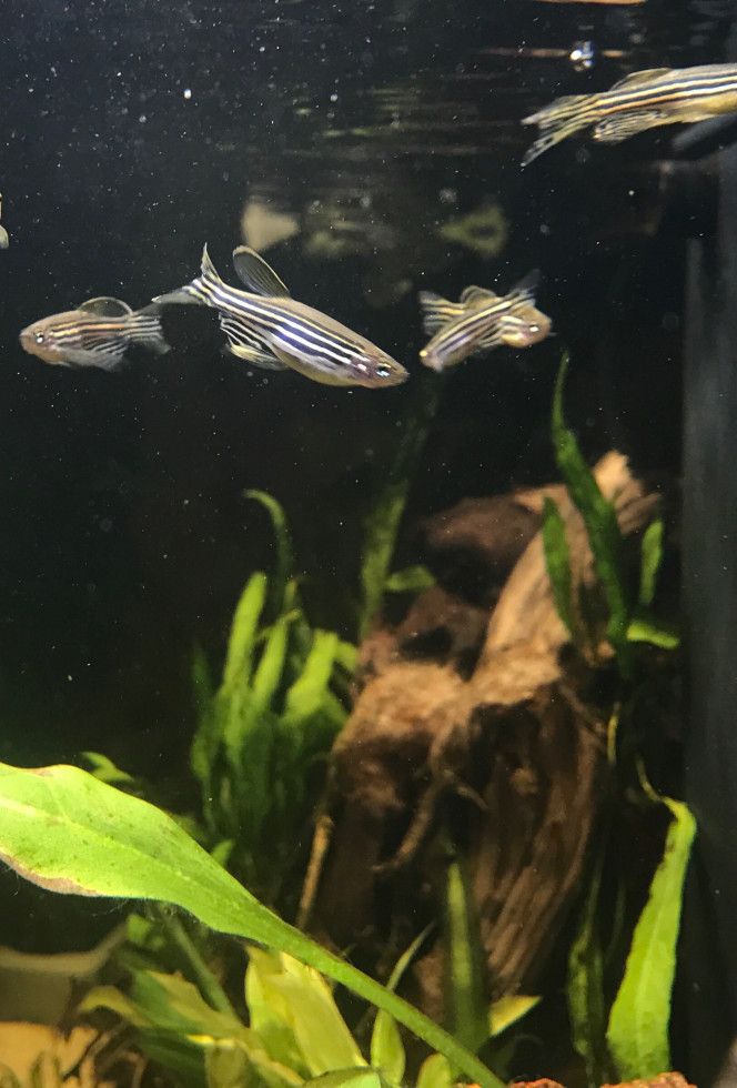 mes brachydanios C'est chouette mais difficile à photographier tellement c'est vif ces p'tites bêtes.