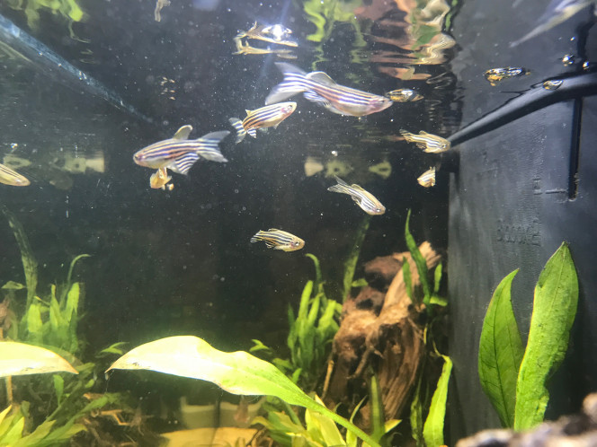 mes brachydanios C'est chouette mais difficile à photographier tellement c'est vif ces p'tites bêtes.