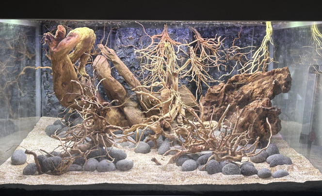  Ajout des racines...