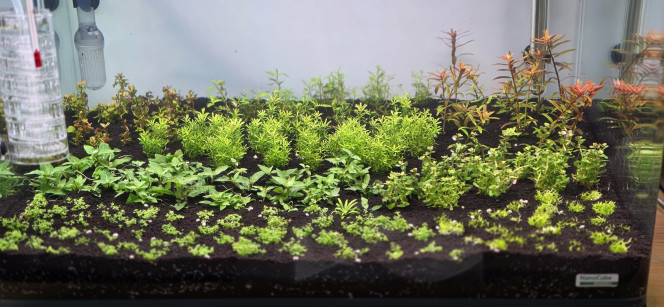 Hollandais Voilà, premier changement d’eau effectué, et surtout le premier d’une longue série.
Après trois jours, j’ai réalisé hier soir le premier changement d’eau. Étant donné que c’est le tout premier, il a été effectué à hauteur de 50 %, soit 30 litres, puisque l’aquarium fait 60 litres nets.
Les changements d’eau suivants seront de un tiers du volume, c’est-à-dire 20 litres. Ils sont programmés deux fois par semaine, le mercredi soir et le dimanche matin, pendant trois semaines, le temps de dépolluer correctement le sol technique.
Une fois ces trois semaines passées, je passerai à un changement d’eau hebdomadaire de 20 litres, également pendant un mois. À l’issue de cette période, je prendrai les paramètres afin de vérifier la stabilité de l’aquarium.
J’ai aussi procédé à la reminéralisation de l’eau pour la première fois, à hauteur de 4 GH, avec du Bee Salt GH+.
J’ai également injecté du Profito pour la première fois. Même si le sol technique est très riche, il reste important, pour le bien-être des plantes, de mettre en place une fertilisation dès le démarrage de l’aquarium.
Bien que j’utilise de l’eau osmosée, j’emploie tout de même un conditionneur d’eau, le Easy-Life Filter Medium. Il est parfaitement adapté, car il est chargé en bactéries, ce qui permet d’éviter d’épuiser l’aquarium au vu des nombreux changements d’eau à venir.
Pour le reste, tout est stable et se maintient bien. Le sol n’a pas encore totalement dégazé, mais cela viendra avec un peu de patience. Tout va se mettre en place progressivement.