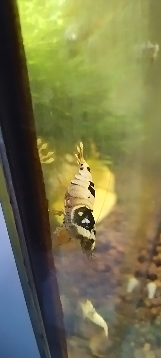 Photographie du post de Olivier1977 