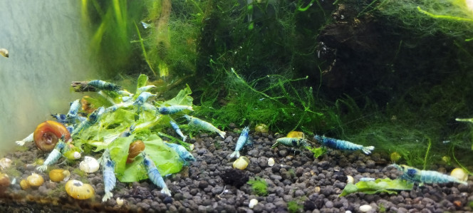 Photographie du post de Olivier1977 