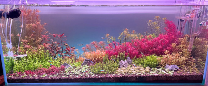 Photographie du post de Edmon 