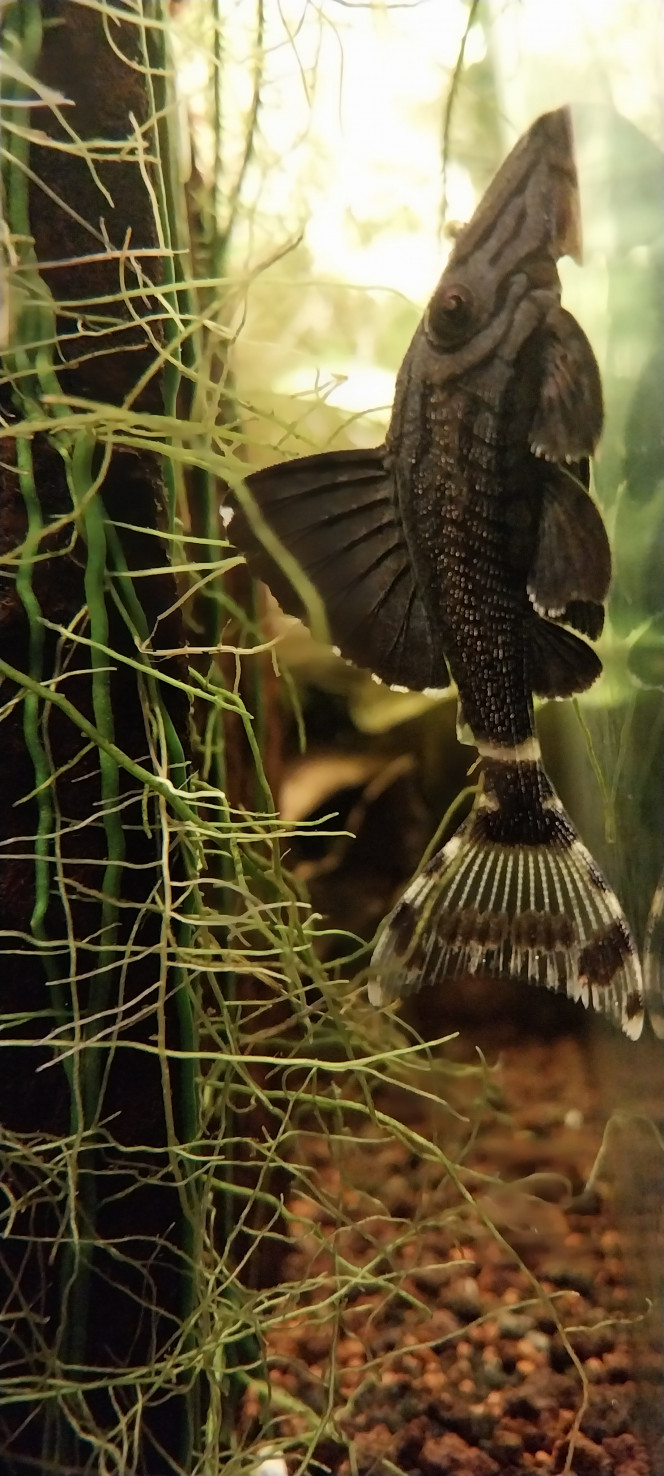 Photographie du post de STK54 