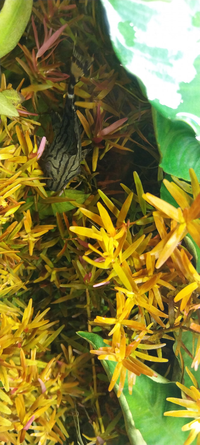 Photographie du post de STK54 