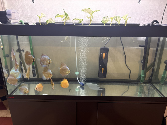 Photographie du post de Thomas891 