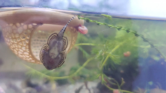  Sewellia lineolata... Femelle ?