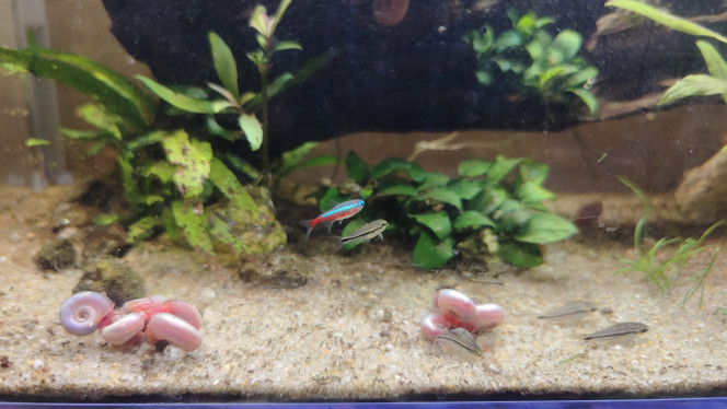  Un cardinalis dans un banc de pygmeus ?