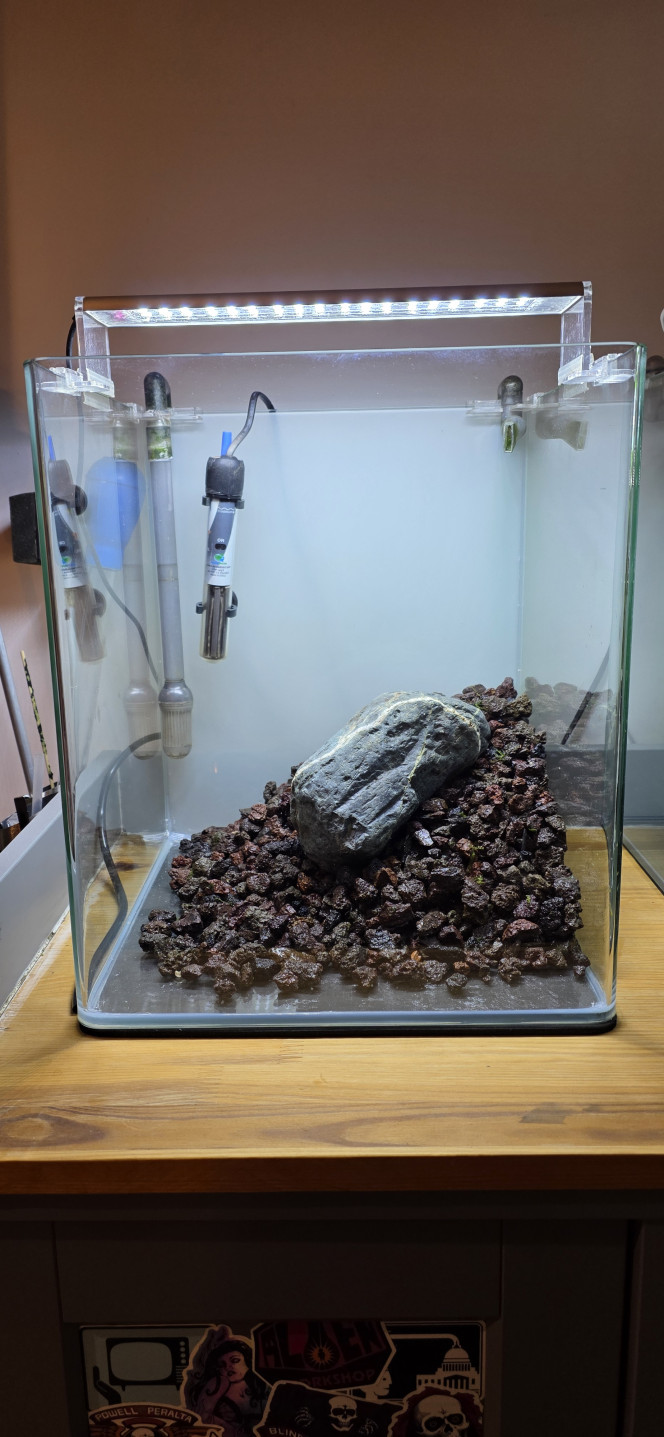 Iwagumi 30 L Voilà la dernière réalisation de ma triplette 30 / 70 / 30.
Comme promis, je vous présente l’installation de mon dernier aquarium, qui vient clôturer cette série.
C’est une installation volontairement simple et très minimaliste.
La roche utilisée est une roche totalement neutre, assez compliquée à trouver, mais qui apporte une très belle touche foncée à l’aquarium.
Le fond de maintien est composé de pouzzolane déjà chargée en bactéries.
Cette fois-ci, j’ai utilisé de l’Aquarium Soil Tropica comme sol technique, que je trouve un peu moins agressif que l’Aquarium Soil Powder, avec en plus une granulométrie légèrement plus grossière.
Côté végétation, une seule plante : Utricularia graminifolia.
Je connais bien cette plante pour l’avoir ratée pas mal de fois ?, mais rassurez-vous, maintenant je la maîtrise.
C’est une plante carnivore, mais aucun risque pour les crevettes ou autres habitants : elle ne s’intéresse qu’aux micro-organismes.
Elle n’a pas réellement besoin d’engrais, mais le CO₂ est indispensable, et elle n’aime pas du tout la pollution.
C’est pour cette raison que je vais démarrer l’aquarium en dry start pendant 3 semaines, voire un mois, afin d’éviter qu’elle ne fonde dès le départ.
Elle n’a pas vraiment de racines, mais tient malgré tout très bien sur le sol.
Elle ne gazonne pas au sens strict, mais une fois bien implantée, l’effet est vraiment superbe.
Même sans eau, je vais quand même injecter du CO₂.
Le CO₂ étant plus lourd que l’air, il va tapisser le fond de l’aquarium et accélérer légèrement le développement de la plante.
On ne le voit pas sur les photos, mais le tuyau est placé en haut à gauche, au point le plus haut de l’aquarium, afin que toute la surface plantée en profite.
Lors de la mise en eau, je n’utiliserai pas d’eau osmosée pour la première fois, mais de l’eau déjà cyclée provenant du 70 L juste à côté.
L’utricularia étant très fragile et sensible aux nitrites, cela permettra d’éviter un pic trop important, qui pourrait la faire fondre.
Comme l’aquarium est en dry start, pas besoin de limiter la luminosité.
Au contraire, elle est réglée à 100 % pendant 12 heures.
Une fois la mise en eau effectuée, la lumière sera réduite à 50 % pendant 8 heures, le temps du cyclage.
Je vais également devoir placer un carton du côté du 70 L, afin d’éviter de stresser les plantes de l’aquarium voisin avec une lumière plus forte et plus longue que sur l’Iwagumi.
Voilà, en espérant que tout ça vous inspirera ?