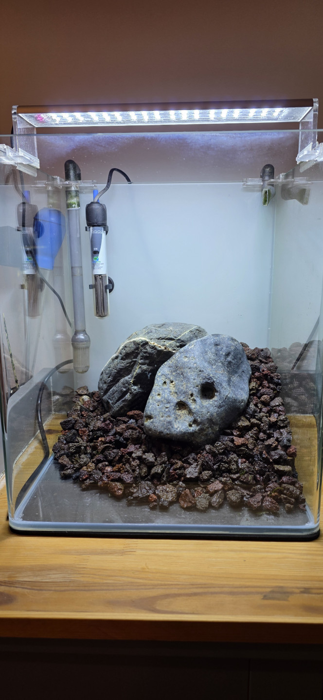 Iwagumi 30 L Voilà la dernière réalisation de ma triplette 30 / 70 / 30.
Comme promis, je vous présente l’installation de mon dernier aquarium, qui vient clôturer cette série.
C’est une installation volontairement simple et très minimaliste.
La roche utilisée est une roche totalement neutre, assez compliquée à trouver, mais qui apporte une très belle touche foncée à l’aquarium.
Le fond de maintien est composé de pouzzolane déjà chargée en bactéries.
Cette fois-ci, j’ai utilisé de l’Aquarium Soil Tropica comme sol technique, que je trouve un peu moins agressif que l’Aquarium Soil Powder, avec en plus une granulométrie légèrement plus grossière.
Côté végétation, une seule plante : Utricularia graminifolia.
Je connais bien cette plante pour l’avoir ratée pas mal de fois ?, mais rassurez-vous, maintenant je la maîtrise.
C’est une plante carnivore, mais aucun risque pour les crevettes ou autres habitants : elle ne s’intéresse qu’aux micro-organismes.
Elle n’a pas réellement besoin d’engrais, mais le CO₂ est indispensable, et elle n’aime pas du tout la pollution.
C’est pour cette raison que je vais démarrer l’aquarium en dry start pendant 3 semaines, voire un mois, afin d’éviter qu’elle ne fonde dès le départ.
Elle n’a pas vraiment de racines, mais tient malgré tout très bien sur le sol.
Elle ne gazonne pas au sens strict, mais une fois bien implantée, l’effet est vraiment superbe.
Même sans eau, je vais quand même injecter du CO₂.
Le CO₂ étant plus lourd que l’air, il va tapisser le fond de l’aquarium et accélérer légèrement le développement de la plante.
On ne le voit pas sur les photos, mais le tuyau est placé en haut à gauche, au point le plus haut de l’aquarium, afin que toute la surface plantée en profite.
Lors de la mise en eau, je n’utiliserai pas d’eau osmosée pour la première fois, mais de l’eau déjà cyclée provenant du 70 L juste à côté.
L’utricularia étant très fragile et sensible aux nitrites, cela permettra d’éviter un pic trop important, qui pourrait la faire fondre.
Comme l’aquarium est en dry start, pas besoin de limiter la luminosité.
Au contraire, elle est réglée à 100 % pendant 12 heures.
Une fois la mise en eau effectuée, la lumière sera réduite à 50 % pendant 8 heures, le temps du cyclage.
Je vais également devoir placer un carton du côté du 70 L, afin d’éviter de stresser les plantes de l’aquarium voisin avec une lumière plus forte et plus longue que sur l’Iwagumi.
Voilà, en espérant que tout ça vous inspirera ?