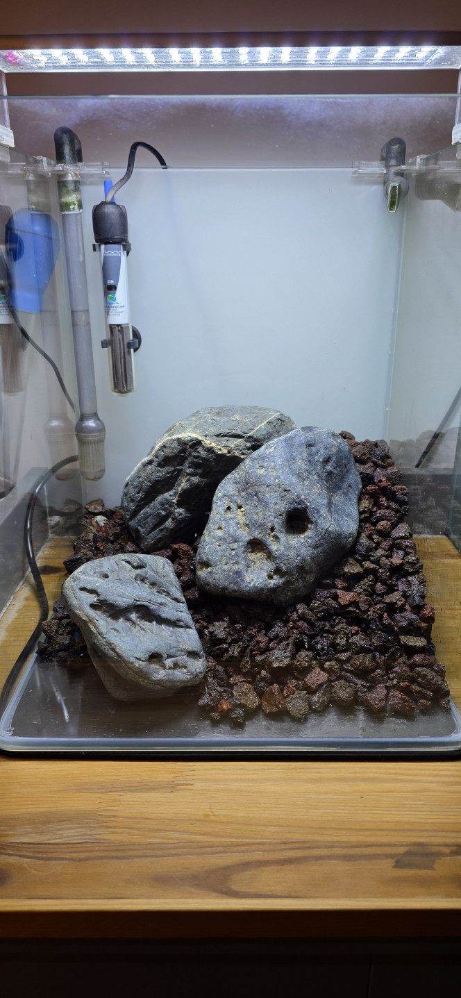 Iwagumi 30 L Voilà la dernière réalisation de ma triplette 30 / 70 / 30.
Comme promis, je vous présente l’installation de mon dernier aquarium, qui vient clôturer cette série.
C’est une installation volontairement simple et très minimaliste.
La roche utilisée est une roche totalement neutre, assez compliquée à trouver, mais qui apporte une très belle touche foncée à l’aquarium.
Le fond de maintien est composé de pouzzolane déjà chargée en bactéries.
Cette fois-ci, j’ai utilisé de l’Aquarium Soil Tropica comme sol technique, que je trouve un peu moins agressif que l’Aquarium Soil Powder, avec en plus une granulométrie légèrement plus grossière.
Côté végétation, une seule plante : Utricularia graminifolia.
Je connais bien cette plante pour l’avoir ratée pas mal de fois ?, mais rassurez-vous, maintenant je la maîtrise.
C’est une plante carnivore, mais aucun risque pour les crevettes ou autres habitants : elle ne s’intéresse qu’aux micro-organismes.
Elle n’a pas réellement besoin d’engrais, mais le CO₂ est indispensable, et elle n’aime pas du tout la pollution.
C’est pour cette raison que je vais démarrer l’aquarium en dry start pendant 3 semaines, voire un mois, afin d’éviter qu’elle ne fonde dès le départ.
Elle n’a pas vraiment de racines, mais tient malgré tout très bien sur le sol.
Elle ne gazonne pas au sens strict, mais une fois bien implantée, l’effet est vraiment superbe.
Même sans eau, je vais quand même injecter du CO₂.
Le CO₂ étant plus lourd que l’air, il va tapisser le fond de l’aquarium et accélérer légèrement le développement de la plante.
On ne le voit pas sur les photos, mais le tuyau est placé en haut à gauche, au point le plus haut de l’aquarium, afin que toute la surface plantée en profite.
Lors de la mise en eau, je n’utiliserai pas d’eau osmosée pour la première fois, mais de l’eau déjà cyclée provenant du 70 L juste à côté.
L’utricularia étant très fragile et sensible aux nitrites, cela permettra d’éviter un pic trop important, qui pourrait la faire fondre.
Comme l’aquarium est en dry start, pas besoin de limiter la luminosité.
Au contraire, elle est réglée à 100 % pendant 12 heures.
Une fois la mise en eau effectuée, la lumière sera réduite à 50 % pendant 8 heures, le temps du cyclage.
Je vais également devoir placer un carton du côté du 70 L, afin d’éviter de stresser les plantes de l’aquarium voisin avec une lumière plus forte et plus longue que sur l’Iwagumi.
Voilà, en espérant que tout ça vous inspirera ?