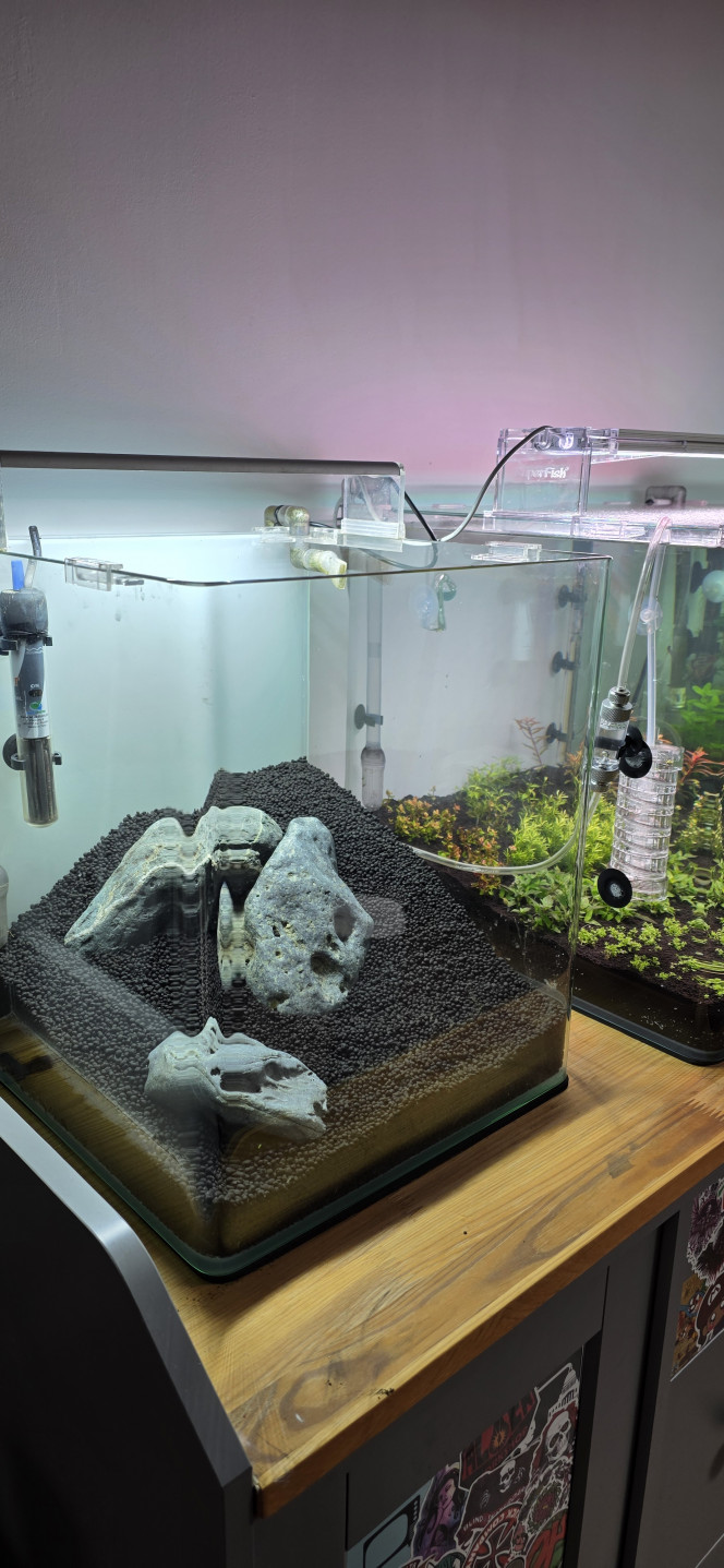 Iwagumi 30 L Voilà la dernière réalisation de ma triplette 30 / 70 / 30.
Comme promis, je vous présente l’installation de mon dernier aquarium, qui vient clôturer cette série.
C’est une installation volontairement simple et très minimaliste.
La roche utilisée est une roche totalement neutre, assez compliquée à trouver, mais qui apporte une très belle touche foncée à l’aquarium.
Le fond de maintien est composé de pouzzolane déjà chargée en bactéries.
Cette fois-ci, j’ai utilisé de l’Aquarium Soil Tropica comme sol technique, que je trouve un peu moins agressif que l’Aquarium Soil Powder, avec en plus une granulométrie légèrement plus grossière.
Côté végétation, une seule plante : Utricularia graminifolia.
Je connais bien cette plante pour l’avoir ratée pas mal de fois ?, mais rassurez-vous, maintenant je la maîtrise.
C’est une plante carnivore, mais aucun risque pour les crevettes ou autres habitants : elle ne s’intéresse qu’aux micro-organismes.
Elle n’a pas réellement besoin d’engrais, mais le CO₂ est indispensable, et elle n’aime pas du tout la pollution.
C’est pour cette raison que je vais démarrer l’aquarium en dry start pendant 3 semaines, voire un mois, afin d’éviter qu’elle ne fonde dès le départ.
Elle n’a pas vraiment de racines, mais tient malgré tout très bien sur le sol.
Elle ne gazonne pas au sens strict, mais une fois bien implantée, l’effet est vraiment superbe.
Même sans eau, je vais quand même injecter du CO₂.
Le CO₂ étant plus lourd que l’air, il va tapisser le fond de l’aquarium et accélérer légèrement le développement de la plante.
On ne le voit pas sur les photos, mais le tuyau est placé en haut à gauche, au point le plus haut de l’aquarium, afin que toute la surface plantée en profite.
Lors de la mise en eau, je n’utiliserai pas d’eau osmosée pour la première fois, mais de l’eau déjà cyclée provenant du 70 L juste à côté.
L’utricularia étant très fragile et sensible aux nitrites, cela permettra d’éviter un pic trop important, qui pourrait la faire fondre.
Comme l’aquarium est en dry start, pas besoin de limiter la luminosité.
Au contraire, elle est réglée à 100 % pendant 12 heures.
Une fois la mise en eau effectuée, la lumière sera réduite à 50 % pendant 8 heures, le temps du cyclage.
Je vais également devoir placer un carton du côté du 70 L, afin d’éviter de stresser les plantes de l’aquarium voisin avec une lumière plus forte et plus longue que sur l’Iwagumi.
Voilà, en espérant que tout ça vous inspirera ?