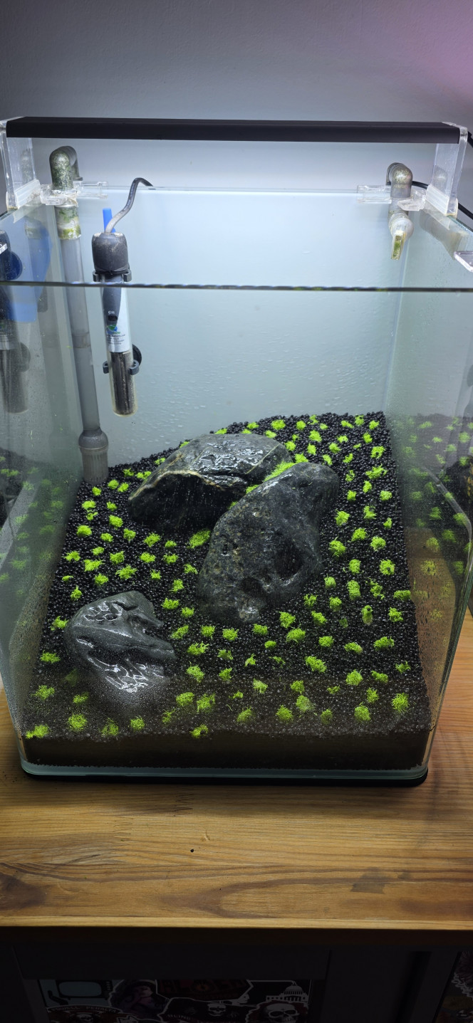 Iwagumi 30 L Voilà la dernière réalisation de ma triplette 30 / 70 / 30.
Comme promis, je vous présente l’installation de mon dernier aquarium, qui vient clôturer cette série.
C’est une installation volontairement simple et très minimaliste.
La roche utilisée est une roche totalement neutre, assez compliquée à trouver, mais qui apporte une très belle touche foncée à l’aquarium.
Le fond de maintien est composé de pouzzolane déjà chargée en bactéries.
Cette fois-ci, j’ai utilisé de l’Aquarium Soil Tropica comme sol technique, que je trouve un peu moins agressif que l’Aquarium Soil Powder, avec en plus une granulométrie légèrement plus grossière.
Côté végétation, une seule plante : Utricularia graminifolia.
Je connais bien cette plante pour l’avoir ratée pas mal de fois ?, mais rassurez-vous, maintenant je la maîtrise.
C’est une plante carnivore, mais aucun risque pour les crevettes ou autres habitants : elle ne s’intéresse qu’aux micro-organismes.
Elle n’a pas réellement besoin d’engrais, mais le CO₂ est indispensable, et elle n’aime pas du tout la pollution.
C’est pour cette raison que je vais démarrer l’aquarium en dry start pendant 3 semaines, voire un mois, afin d’éviter qu’elle ne fonde dès le départ.
Elle n’a pas vraiment de racines, mais tient malgré tout très bien sur le sol.
Elle ne gazonne pas au sens strict, mais une fois bien implantée, l’effet est vraiment superbe.
Même sans eau, je vais quand même injecter du CO₂.
Le CO₂ étant plus lourd que l’air, il va tapisser le fond de l’aquarium et accélérer légèrement le développement de la plante.
On ne le voit pas sur les photos, mais le tuyau est placé en haut à gauche, au point le plus haut de l’aquarium, afin que toute la surface plantée en profite.
Lors de la mise en eau, je n’utiliserai pas d’eau osmosée pour la première fois, mais de l’eau déjà cyclée provenant du 70 L juste à côté.
L’utricularia étant très fragile et sensible aux nitrites, cela permettra d’éviter un pic trop important, qui pourrait la faire fondre.
Comme l’aquarium est en dry start, pas besoin de limiter la luminosité.
Au contraire, elle est réglée à 100 % pendant 12 heures.
Une fois la mise en eau effectuée, la lumière sera réduite à 50 % pendant 8 heures, le temps du cyclage.
Je vais également devoir placer un carton du côté du 70 L, afin d’éviter de stresser les plantes de l’aquarium voisin avec une lumière plus forte et plus longue que sur l’Iwagumi.
Voilà, en espérant que tout ça vous inspirera ?
