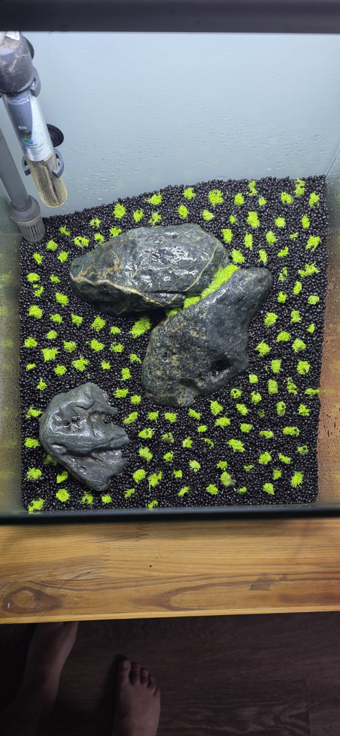 Iwagumi 30 L Voilà la dernière réalisation de ma triplette 30 / 70 / 30.
Comme promis, je vous présente l’installation de mon dernier aquarium, qui vient clôturer cette série.
C’est une installation volontairement simple et très minimaliste.
La roche utilisée est une roche totalement neutre, assez compliquée à trouver, mais qui apporte une très belle touche foncée à l’aquarium.
Le fond de maintien est composé de pouzzolane déjà chargée en bactéries.
Cette fois-ci, j’ai utilisé de l’Aquarium Soil Tropica comme sol technique, que je trouve un peu moins agressif que l’Aquarium Soil Powder, avec en plus une granulométrie légèrement plus grossière.
Côté végétation, une seule plante : Utricularia graminifolia.
Je connais bien cette plante pour l’avoir ratée pas mal de fois ?, mais rassurez-vous, maintenant je la maîtrise.
C’est une plante carnivore, mais aucun risque pour les crevettes ou autres habitants : elle ne s’intéresse qu’aux micro-organismes.
Elle n’a pas réellement besoin d’engrais, mais le CO₂ est indispensable, et elle n’aime pas du tout la pollution.
C’est pour cette raison que je vais démarrer l’aquarium en dry start pendant 3 semaines, voire un mois, afin d’éviter qu’elle ne fonde dès le départ.
Elle n’a pas vraiment de racines, mais tient malgré tout très bien sur le sol.
Elle ne gazonne pas au sens strict, mais une fois bien implantée, l’effet est vraiment superbe.
Même sans eau, je vais quand même injecter du CO₂.
Le CO₂ étant plus lourd que l’air, il va tapisser le fond de l’aquarium et accélérer légèrement le développement de la plante.
On ne le voit pas sur les photos, mais le tuyau est placé en haut à gauche, au point le plus haut de l’aquarium, afin que toute la surface plantée en profite.
Lors de la mise en eau, je n’utiliserai pas d’eau osmosée pour la première fois, mais de l’eau déjà cyclée provenant du 70 L juste à côté.
L’utricularia étant très fragile et sensible aux nitrites, cela permettra d’éviter un pic trop important, qui pourrait la faire fondre.
Comme l’aquarium est en dry start, pas besoin de limiter la luminosité.
Au contraire, elle est réglée à 100 % pendant 12 heures.
Une fois la mise en eau effectuée, la lumière sera réduite à 50 % pendant 8 heures, le temps du cyclage.
Je vais également devoir placer un carton du côté du 70 L, afin d’éviter de stresser les plantes de l’aquarium voisin avec une lumière plus forte et plus longue que sur l’Iwagumi.
Voilà, en espérant que tout ça vous inspirera ?