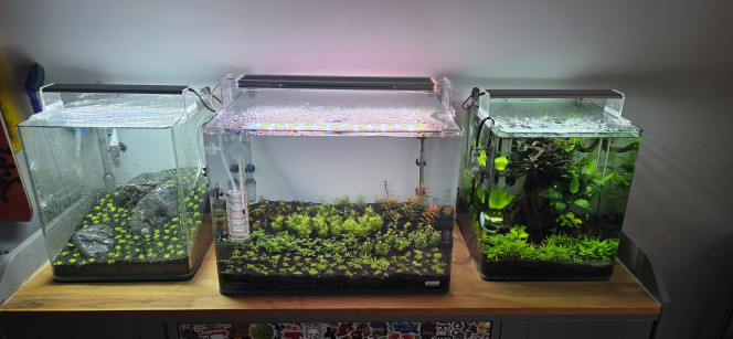 Iwagumi 30 L Voilà la dernière réalisation de ma triplette 30 / 70 / 30.
Comme promis, je vous présente l’installation de mon dernier aquarium, qui vient clôturer cette série.
C’est une installation volontairement simple et très minimaliste.
La roche utilisée est une roche totalement neutre, assez compliquée à trouver, mais qui apporte une très belle touche foncée à l’aquarium.
Le fond de maintien est composé de pouzzolane déjà chargée en bactéries.
Cette fois-ci, j’ai utilisé de l’Aquarium Soil Tropica comme sol technique, que je trouve un peu moins agressif que l’Aquarium Soil Powder, avec en plus une granulométrie légèrement plus grossière.
Côté végétation, une seule plante : Utricularia graminifolia.
Je connais bien cette plante pour l’avoir ratée pas mal de fois ?, mais rassurez-vous, maintenant je la maîtrise.
C’est une plante carnivore, mais aucun risque pour les crevettes ou autres habitants : elle ne s’intéresse qu’aux micro-organismes.
Elle n’a pas réellement besoin d’engrais, mais le CO₂ est indispensable, et elle n’aime pas du tout la pollution.
C’est pour cette raison que je vais démarrer l’aquarium en dry start pendant 3 semaines, voire un mois, afin d’éviter qu’elle ne fonde dès le départ.
Elle n’a pas vraiment de racines, mais tient malgré tout très bien sur le sol.
Elle ne gazonne pas au sens strict, mais une fois bien implantée, l’effet est vraiment superbe.
Même sans eau, je vais quand même injecter du CO₂.
Le CO₂ étant plus lourd que l’air, il va tapisser le fond de l’aquarium et accélérer légèrement le développement de la plante.
On ne le voit pas sur les photos, mais le tuyau est placé en haut à gauche, au point le plus haut de l’aquarium, afin que toute la surface plantée en profite.
Lors de la mise en eau, je n’utiliserai pas d’eau osmosée pour la première fois, mais de l’eau déjà cyclée provenant du 70 L juste à côté.
L’utricularia étant très fragile et sensible aux nitrites, cela permettra d’éviter un pic trop important, qui pourrait la faire fondre.
Comme l’aquarium est en dry start, pas besoin de limiter la luminosité.
Au contraire, elle est réglée à 100 % pendant 12 heures.
Une fois la mise en eau effectuée, la lumière sera réduite à 50 % pendant 8 heures, le temps du cyclage.
Je vais également devoir placer un carton du côté du 70 L, afin d’éviter de stresser les plantes de l’aquarium voisin avec une lumière plus forte et plus longue que sur l’Iwagumi.
Voilà, en espérant que tout ça vous inspirera ?