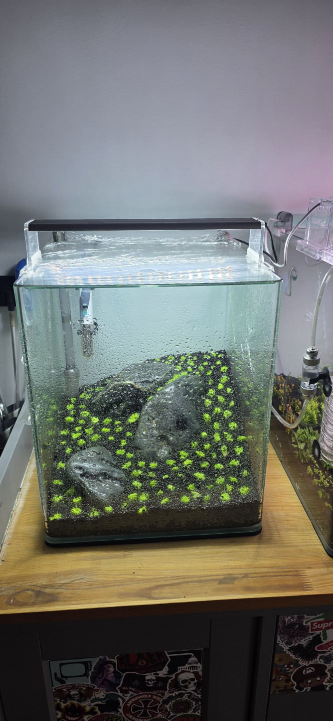 Iwagumi 30 L Voilà la dernière réalisation de ma triplette 30 / 70 / 30.
Comme promis, je vous présente l’installation de mon dernier aquarium, qui vient clôturer cette série.
C’est une installation volontairement simple et très minimaliste.
La roche utilisée est une roche totalement neutre, assez compliquée à trouver, mais qui apporte une très belle touche foncée à l’aquarium.
Le fond de maintien est composé de pouzzolane déjà chargée en bactéries.
Cette fois-ci, j’ai utilisé de l’Aquarium Soil Tropica comme sol technique, que je trouve un peu moins agressif que l’Aquarium Soil Powder, avec en plus une granulométrie légèrement plus grossière.
Côté végétation, une seule plante : Utricularia graminifolia.
Je connais bien cette plante pour l’avoir ratée pas mal de fois ?, mais rassurez-vous, maintenant je la maîtrise.
C’est une plante carnivore, mais aucun risque pour les crevettes ou autres habitants : elle ne s’intéresse qu’aux micro-organismes.
Elle n’a pas réellement besoin d’engrais, mais le CO₂ est indispensable, et elle n’aime pas du tout la pollution.
C’est pour cette raison que je vais démarrer l’aquarium en dry start pendant 3 semaines, voire un mois, afin d’éviter qu’elle ne fonde dès le départ.
Elle n’a pas vraiment de racines, mais tient malgré tout très bien sur le sol.
Elle ne gazonne pas au sens strict, mais une fois bien implantée, l’effet est vraiment superbe.
Même sans eau, je vais quand même injecter du CO₂.
Le CO₂ étant plus lourd que l’air, il va tapisser le fond de l’aquarium et accélérer légèrement le développement de la plante.
On ne le voit pas sur les photos, mais le tuyau est placé en haut à gauche, au point le plus haut de l’aquarium, afin que toute la surface plantée en profite.
Lors de la mise en eau, je n’utiliserai pas d’eau osmosée pour la première fois, mais de l’eau déjà cyclée provenant du 70 L juste à côté.
L’utricularia étant très fragile et sensible aux nitrites, cela permettra d’éviter un pic trop important, qui pourrait la faire fondre.
Comme l’aquarium est en dry start, pas besoin de limiter la luminosité.
Au contraire, elle est réglée à 100 % pendant 12 heures.
Une fois la mise en eau effectuée, la lumière sera réduite à 50 % pendant 8 heures, le temps du cyclage.
Je vais également devoir placer un carton du côté du 70 L, afin d’éviter de stresser les plantes de l’aquarium voisin avec une lumière plus forte et plus longue que sur l’Iwagumi.
Voilà, en espérant que tout ça vous inspirera ?