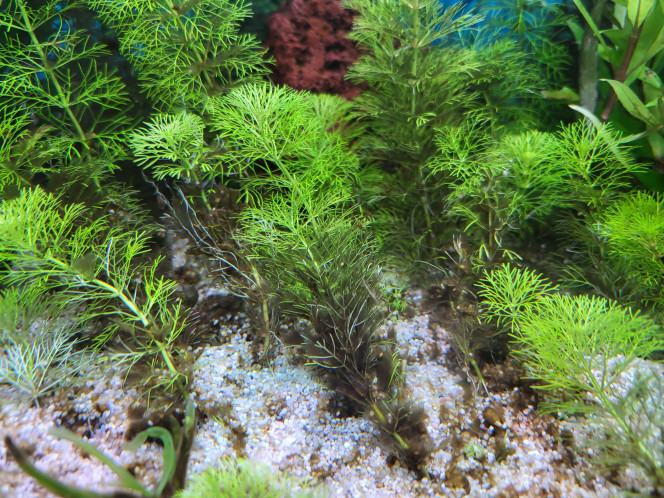 Photographie du post de spacaud 