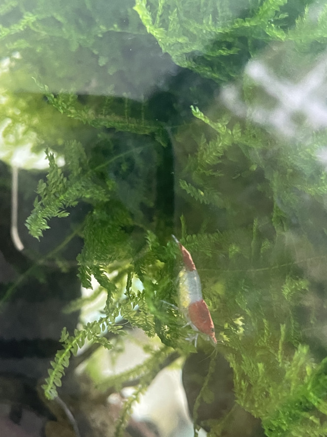 Photographie du post de Laliesshrimp 