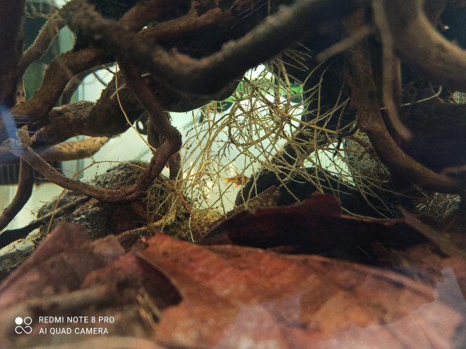 Photographie du post de Yoannikko 