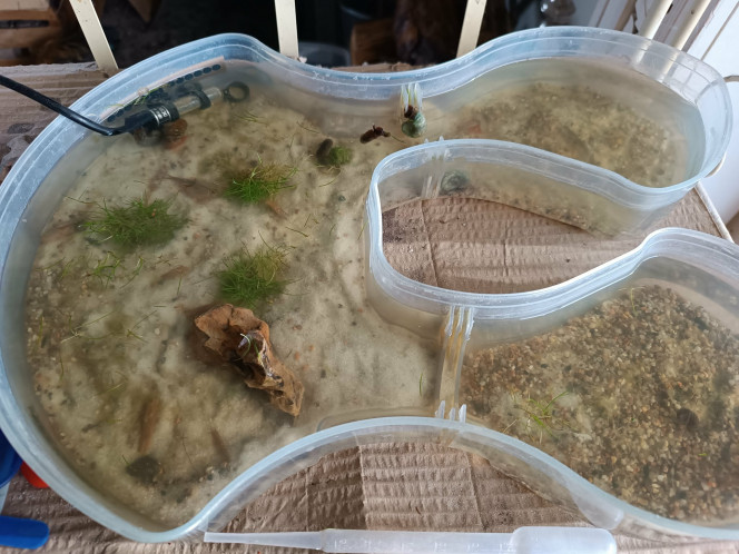 Évolution du bac de mes petits triops J’ai enfin reçu les deux petits pots d’eleocharis que j’ai commandé.
Et j’ai aussi rajouté un peu de gravier (petit format) pour faire un air de petite marre plus naturelle.
Les triops ont l’air ravis de cette nouvelle mise à jour de leur bac ! Ils creusent le nouveau gravier comme des petits fous ! Nouvelle texture ça leur plait !

Je suis contente, ils n’ont pas peur de moi, quand je vais à leur bac pour m’occuper ils restent paisibles ou même s’approchent souvent (ils doivent m’associer à la nourriture + prendre soins d’eux !)
J’adore rester à les observer faire leur petite vie de triops. Ils sont très intéressants.
