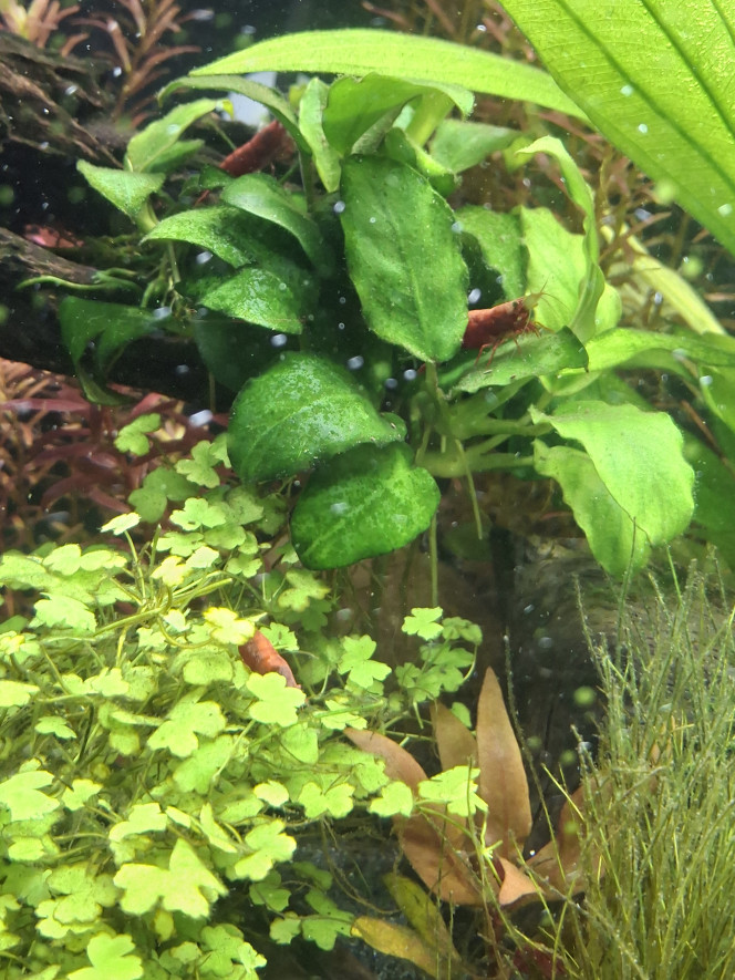 Arrivée du dernier Botia kubotai J'ai enfin trouvé un compagnon à mon botia kubotai et cela semble bien se passer :-)
Un vrai bac communautaire où tous cohabitent en harmonie, c'est top !