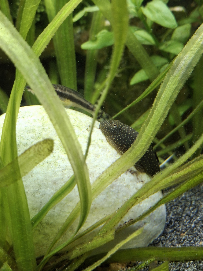 Arrivée du dernier Botia kubotai J'ai enfin trouvé un compagnon à mon botia kubotai et cela semble bien se passer :-)
Un vrai bac communautaire où tous cohabitent en harmonie, c'est top !