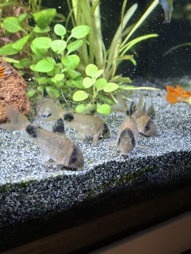 Arrivée du dernier Botia kubotai J'ai enfin trouvé un compagnon à mon botia kubotai et cela semble bien se passer :-)
Un vrai bac communautaire où tous cohabitent en harmonie, c'est top !