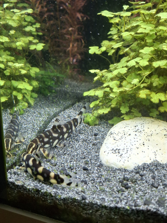 Arrivée du dernier Botia kubotai J'ai enfin trouvé un compagnon à mon botia kubotai et cela semble bien se passer :-)
Un vrai bac communautaire où tous cohabitent en harmonie, c'est top !