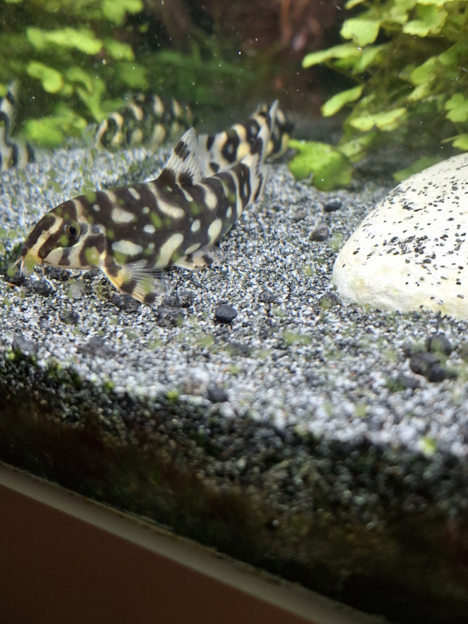 Arrivée du dernier Botia kubotai J'ai enfin trouvé un compagnon à mon botia kubotai et cela semble bien se passer :-)
Un vrai bac communautaire où tous cohabitent en harmonie, c'est top !