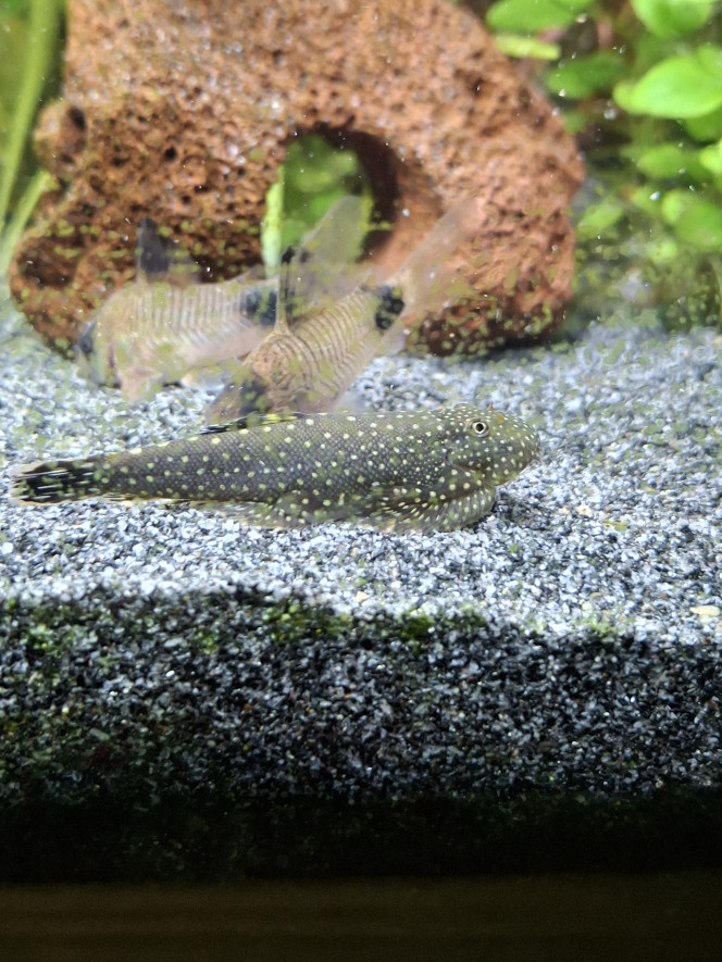 Arrivée du dernier Botia kubotai J'ai enfin trouvé un compagnon à mon botia kubotai et cela semble bien se passer :-)
Un vrai bac communautaire où tous cohabitent en harmonie, c'est top !