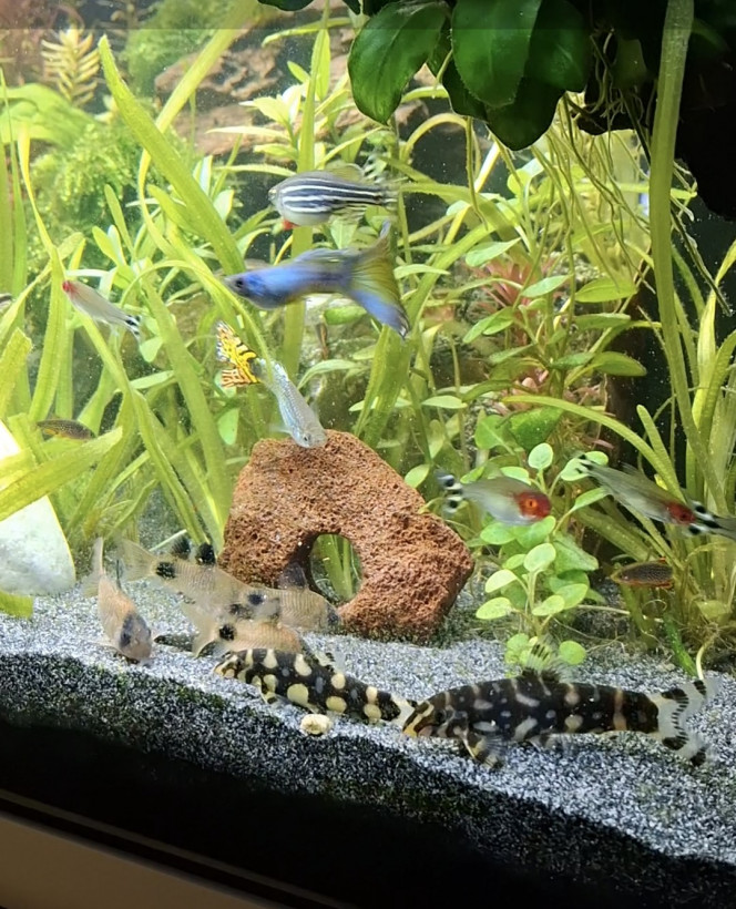 Arrivée du dernier Botia kubotai J'ai enfin trouvé un compagnon à mon botia kubotai et cela semble bien se passer :-)
Un vrai bac communautaire où tous cohabitent en harmonie, c'est top !