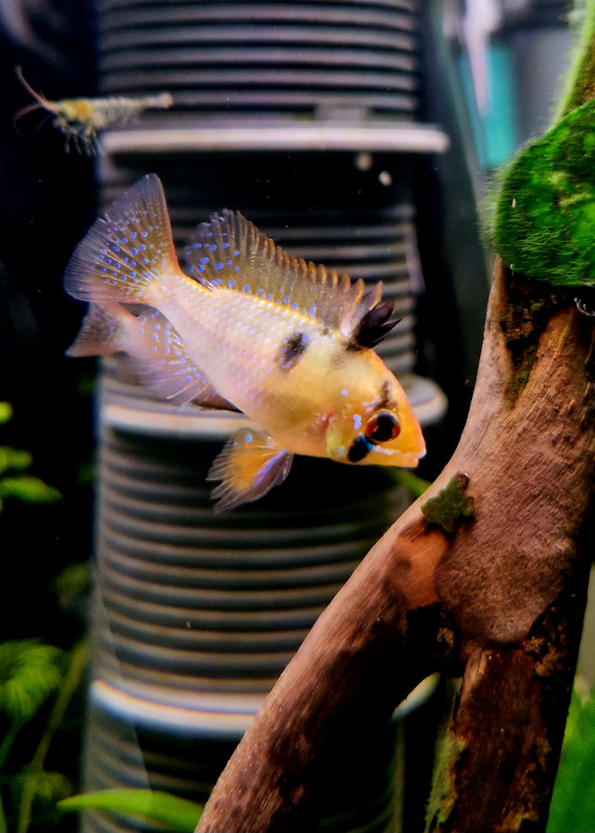 Femelle Ramirezi Une des 3 femelles Ramirezi commandées chez Masterfish.fr d'excellente qualité.