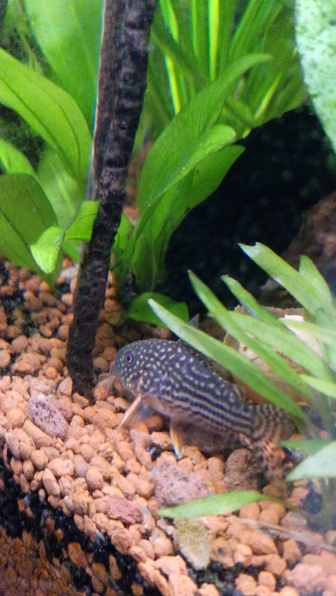 Corydoras sterbai Un couple ? un peu farouche