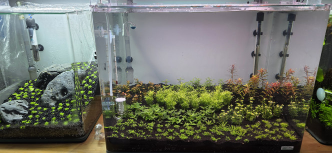 Hollandais Voilà, petit changement d’eau de 20 litres dans mon 70 litres, avec un petit apport de la moitié de la dose de Profito.
J’ai aussi changé mon diffuseur de CO₂ : j’ai fini par le retrouver, le réacteur que j’avais avant,  me gâche un peu la vue.
Les plantes commencent à se développer tout doucement.
Je n’ai pas pris de paramètres, ça ne sert à rien à ce stade : seulement GH 4 et pH 6,4.
Ça suit son cours ?