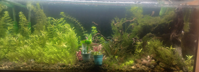 Photographie du post de Sirius 