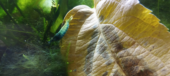 Photographie du post de Olivier1977 