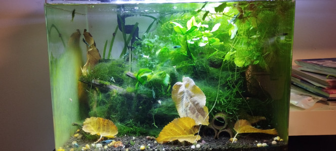 Photographie du post de Olivier1977 