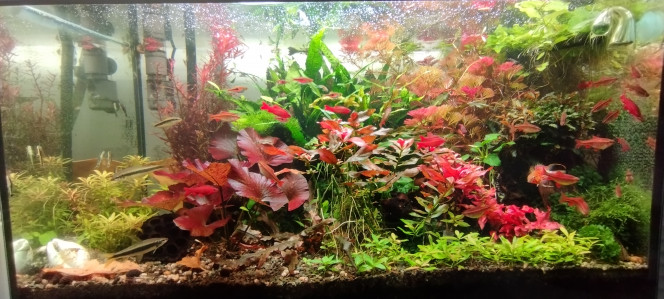  Après une coupe sévère la semaine dernière, ça repousse.