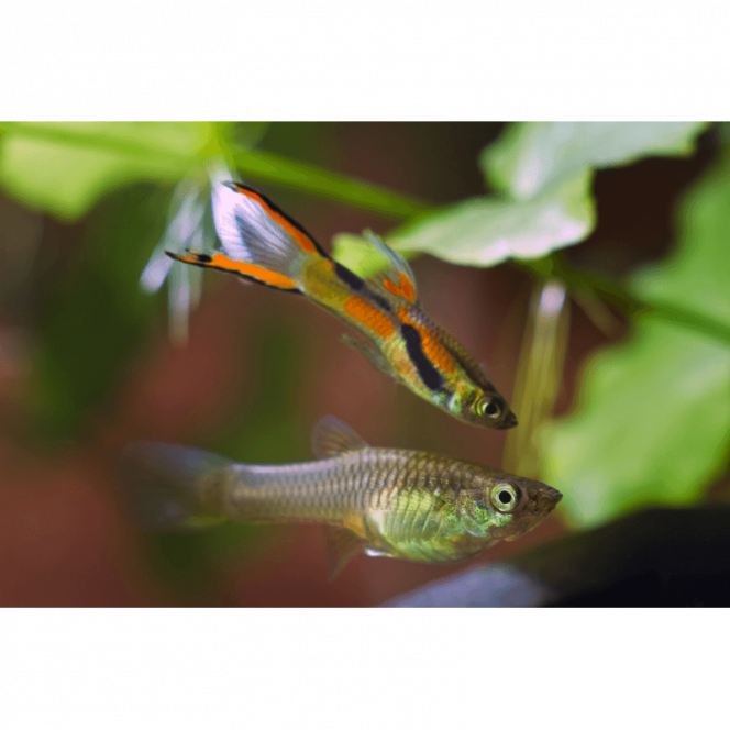 Photographie du post de Gaspard.vend 